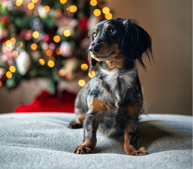 The Power of a Pink Christmas Tree